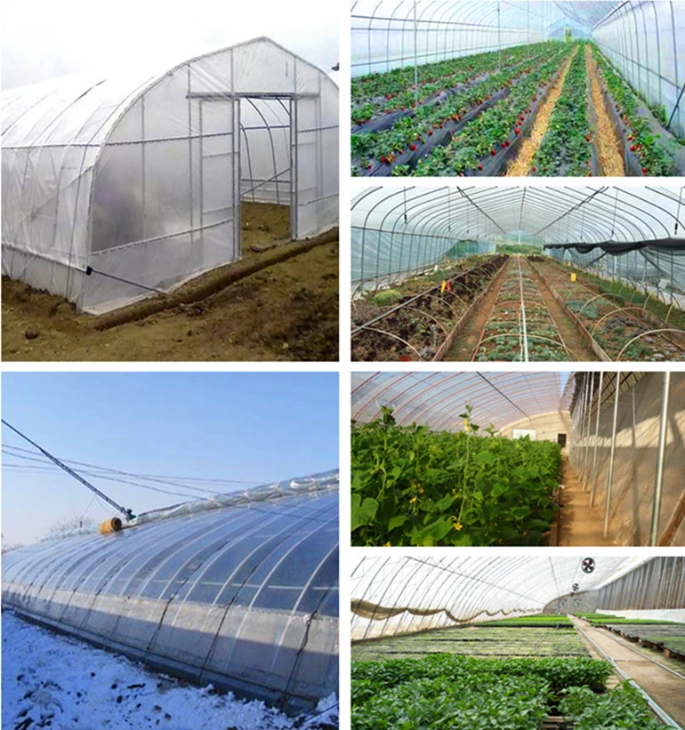 Agriculture Polycarbonate Greenhouse Hydroponics System