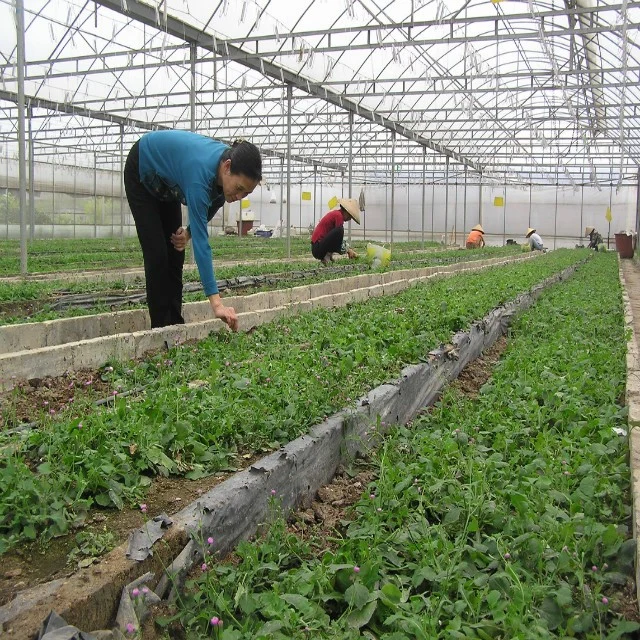 Soilless Culture Commercial Nft Hydroponics System Kinds of Soilless Culture Equipment