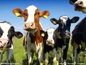 NFC RFID Ear Tag &amp; RFID Reader/Writer for Animal ID Tracking Management in Farm