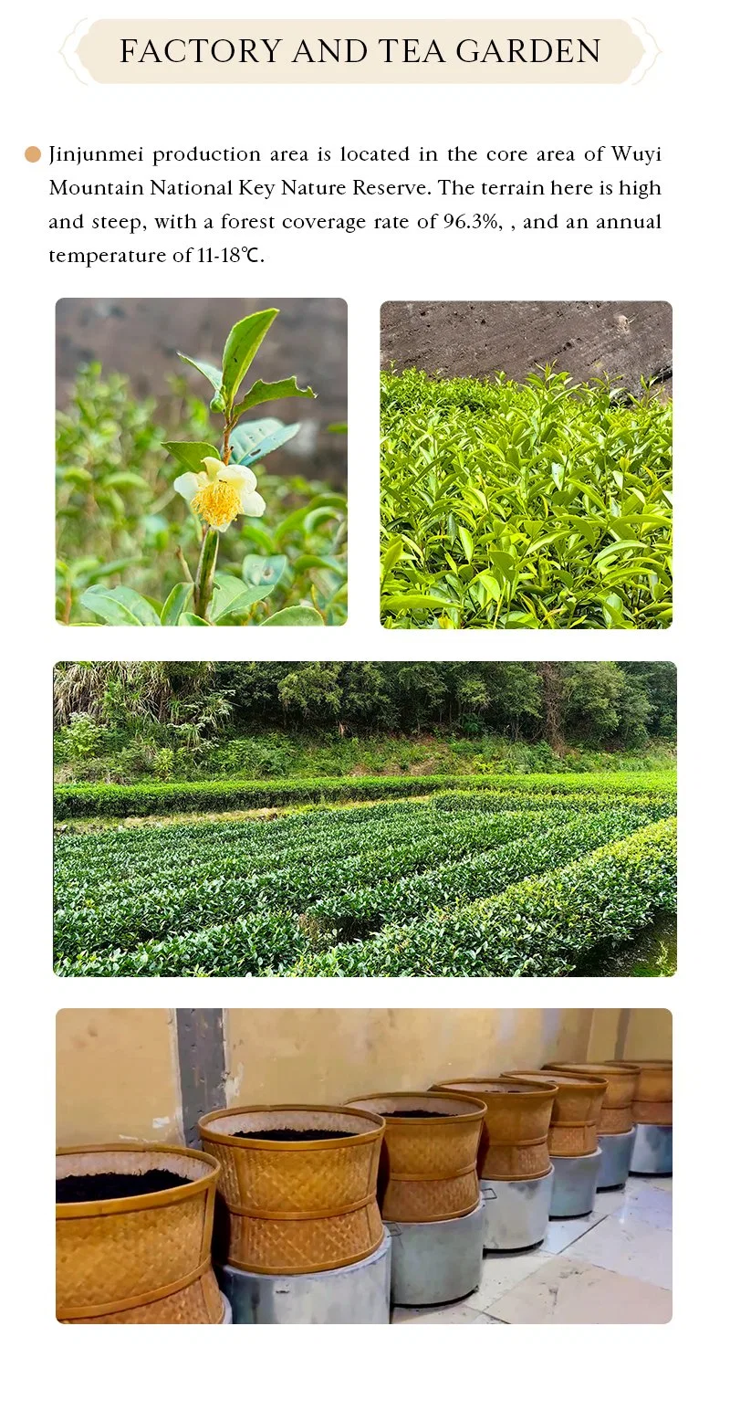 Classic Chinese Tea Factories Produce High-Quality Fresh Black Tea