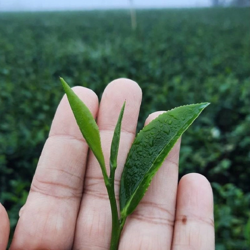 Mountain Flavor Handmake Fresh Oolong Tea Wholesale