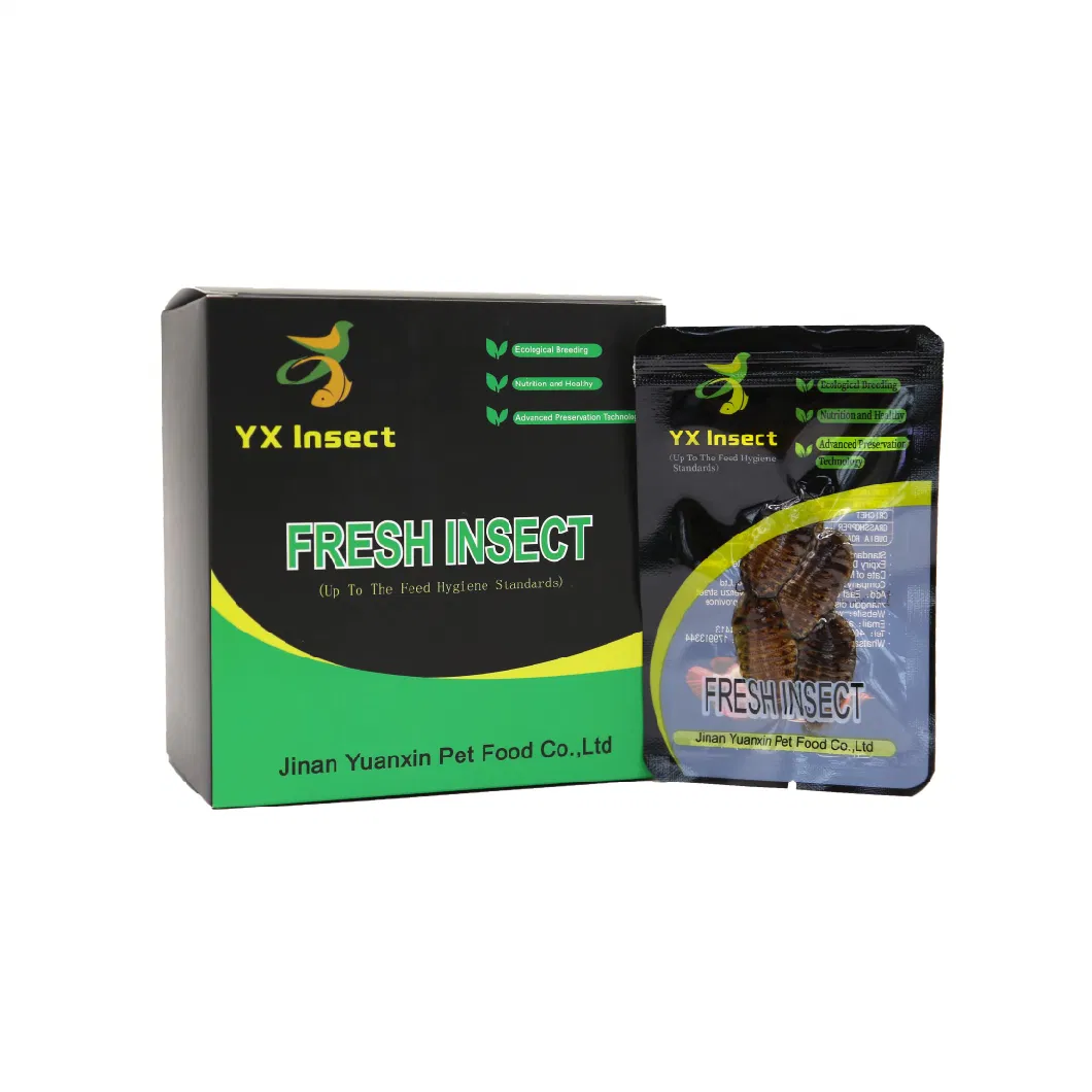 Non-Live Pet Food Fresh Dubia Roach for Reptiles and Fishes