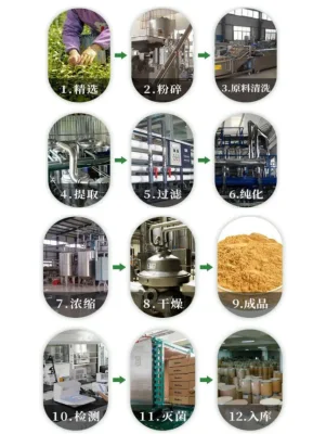 Health Products Anti-Bacterial Plant Extract Goldenrod Extract Powder 10: 1 Goldenrod Extract