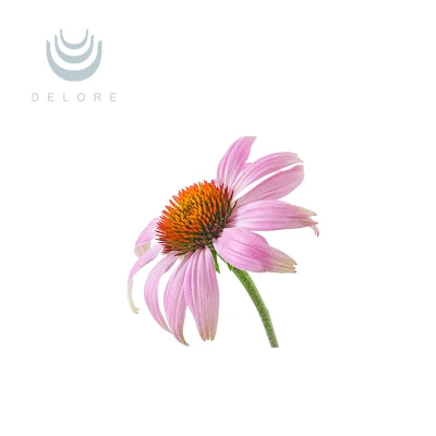 Echinacea Purpurea Extract Echinacea Herb P. E. Echinacea Extract Polyphenols 4%-10% Cichoric Acid