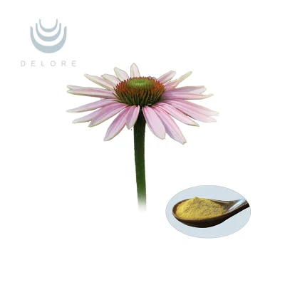 Echinacea Purpurea Extract Echinacea Herb P. E. Echinacea Extract Polyphenols 4%-10% Cichoric Acid
