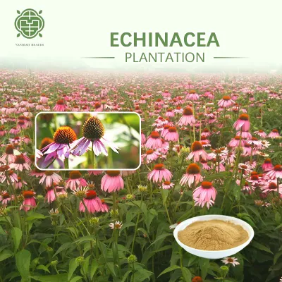 Nanqiao Factory High Quality Purple Daisy Extract Powder Polyphenols 4%-10% Cichoric Acid 2%-8%