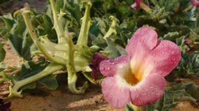 Natural Devil&prime;s Claw Extract 1%-20% Harpagosides