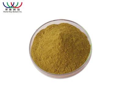 Manufacturer Echinacea Purpurea Extract Hot Sale Plant Extract