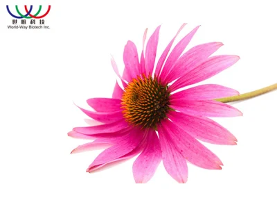 Popular Plant Extract Powder Echinacea Purpurea Extract Powder Echinacea Extract