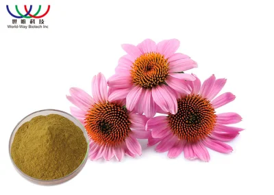 Manufacturer Echinacea Purpurea Extract Hot Sale Plant Extract