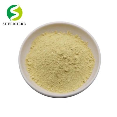 100% Pure Natural Kaempferia Sophora Japonica Extract Kaempferol
