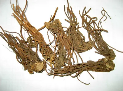 E. K Herb Plant Extract Factory Natural Podophyllin Extract Raw Material 50% Podophyllin Extract Powder
