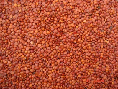 Spine Date Seed Extract Ziziphus Jujube Extract Powder Jujubosides