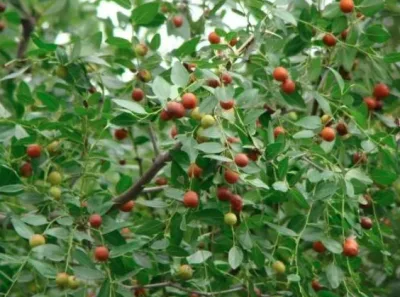 E. K Herb Leading China Manufacturer 100% Pure Organic Semen Ziziphi Spinosae Extract /Jujube Kernel Extract/Spina Date Seed Extract with 2% Jujubosides in Bulk