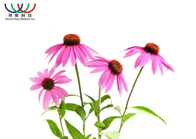 Popular Plant Extract Powder Echinacea Purpurea Extract Powder Echinacea Extract