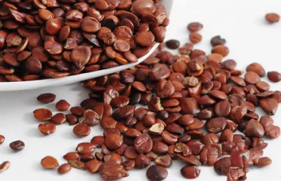 World Well-Being China Manufacturer Jujuba Extract, Jujuboside