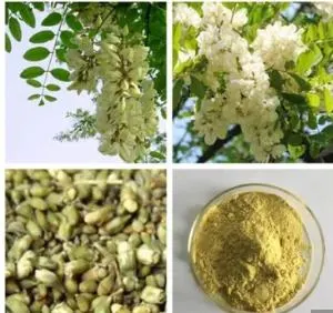 Rutin 95% 98% Sophora Japonica Extract DAB USP Ep CAS 153-18-4