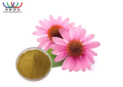 Manufacturer Echinacea Purpurea Extract Hot Sale Plant Extract