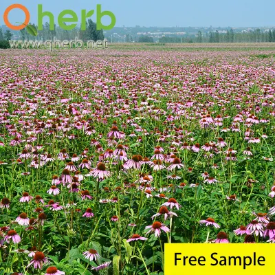 Caftaric Acid Chicoric Acid Chlorogenic Acid Dodecatetraenoic Acidisobutylamides 4% Polyphenols HPLC Echinacea Purpurea Extract