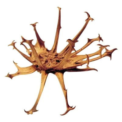 Natural Devil&prime;s Claw Extract 1%-20% Harpagosides