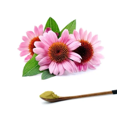 GMP Manufacturer Water Soluble Echinacea Purpurea Extract