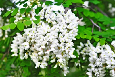 Anti-Cancer Sophora Japonica Extract Quercetin/Rutin