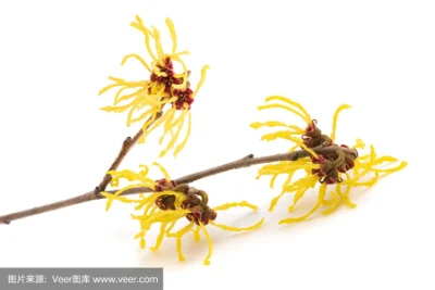 Hamamelis Extract/ Witch Hazel Extract Natural Source Soothing Whitening Moisturizing Convergence Antibacterial