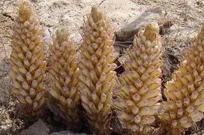 High Quality Cistanche Tubulosa Extract 3%-98% Verbascoside
