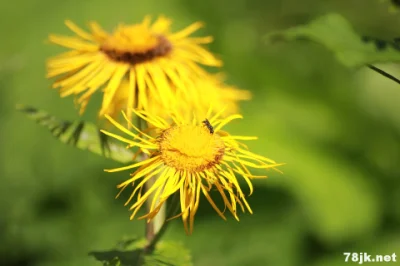 Hot Sale Elecampane Extract /Elecampane Alantolactone 1.2%