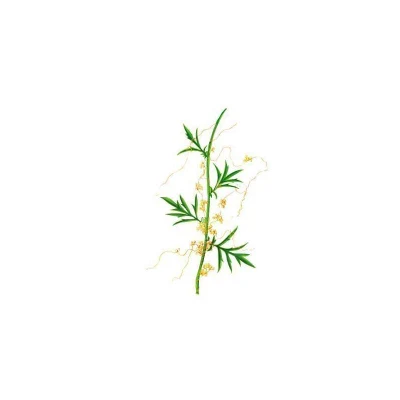 Dodder Seed Extract Cuscuta Chinensis Extract