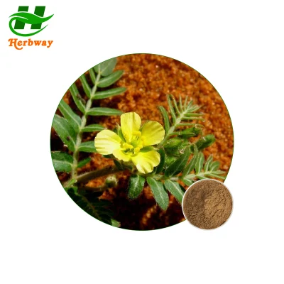 Herbway Plant Extract Natural Sexual Enhancement Tribulus Terrestris Extract 20%Tribuloside E