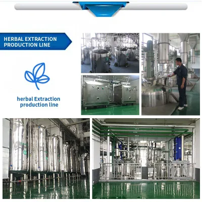 Echinacea Purpurea Extract 4% Polyphenols 2% -4% Cichoric Acid Reliable Supplier
