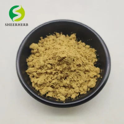  100% Pure Natural Bulk Finger Root Extract Boesenbergia Rotunda with Best Price