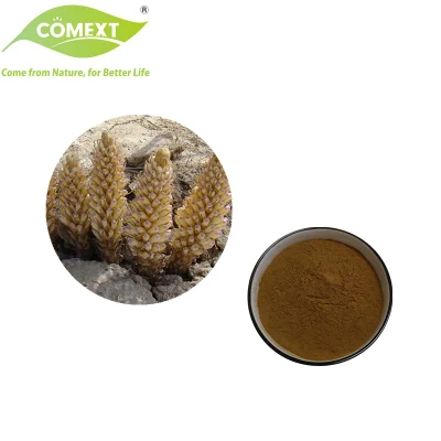 Comext Free Sample Factory Direct 1%~ 45% Echinacoside HPLC Cistanche Tubulosa Extract Powder for Health Food