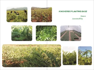 Factory Supply High Pure Natural Astilbin