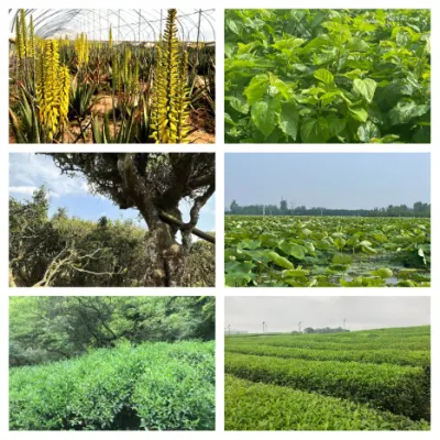 Herbway Free Sample Plant Extract Polysaccharides Astragalus Root Extract Astragaloside
