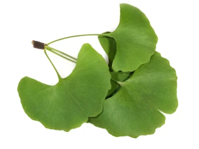 ISO Factory Supply Ginkgo Biloba Extract Powder