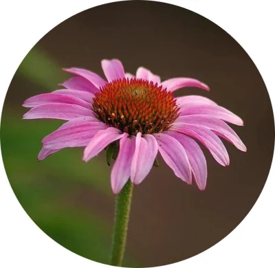 Comext High Purity Factory Direct Supply Echinacea Purpurea Extract Powder 10%-40% Echinacoside for Supplement