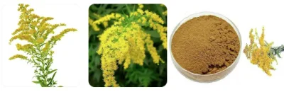 E. K Herb Factory Health Products Anti-Bacterial Plant Extract Goldenrod Extract Powder 10: 1 Goldenrod Extract
