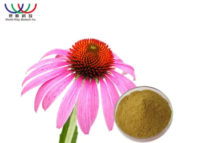 Manufacturer Echinacea Purpurea Extract Hot Sale Plant Extract