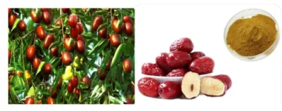 E. K Herb 100% Natural Semen Ziziphi Spinosae Capsule Ziziphus Jujuba Mill Seeds Polvo Spine Date Seed Extract Powder with 10%-50% Polysaccharides &amp; Jujuboside