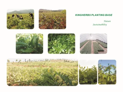 Engelhardtia Roxburghiana Extract 80% Astilbin