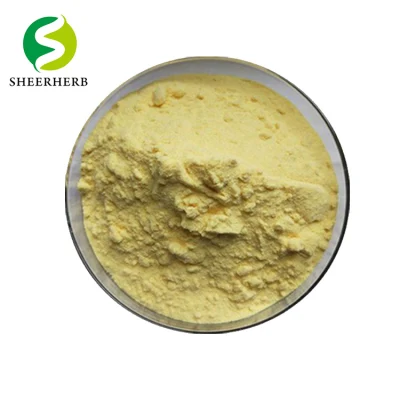 100% Pure Natural Kaempferia Sophora Japonica Extract Kaempferol