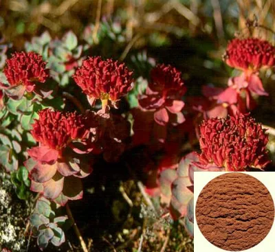 Rhodiola Rosea Extract, Salidroside Powder, Rhodiola Rosea Extract Salidroside Rosavin