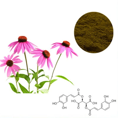 USDA Organic Certified Echinacea Purpurea Herbal Extract Echinacea Purpurea 4% Cichoric Acid Anti-Viral