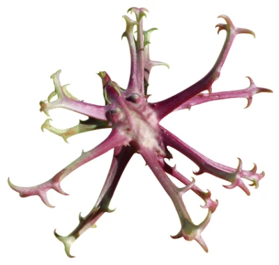 Natural Devil&prime;s Claw Extract 1%-20% Harpagosides