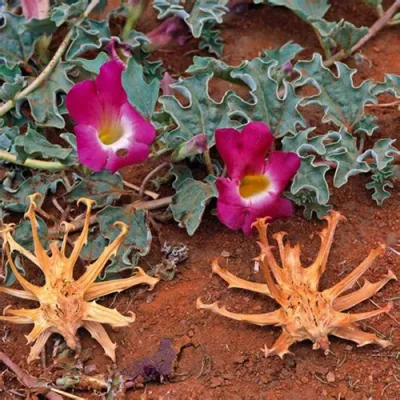 Natural Devil&prime;s Claw Extract 1%-20% Harpagosides