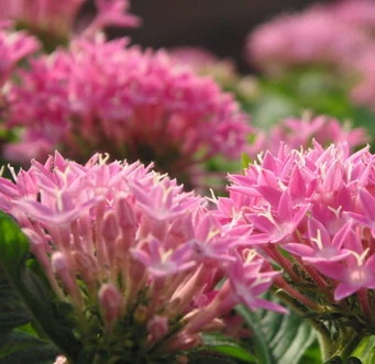 Rhodiola Extract Rhodiola Rosea Extract Powder Rosavin Salidrosides