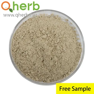 Panax Notoginseng Raw Powder 100 Mesh Total Saponins 5% HPLC