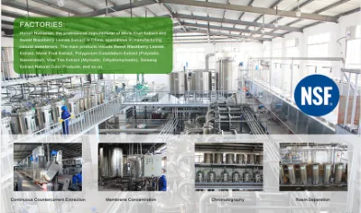Herbal Extract Echinacea Purpurea Extract 2%-4% Cichoric Acid